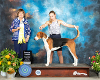 American Foxhound #6 Sat G3 Judge Linn Brown
