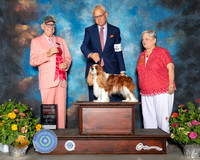 Cavalier King Charles Spaniel #11 Sat G2 Judge Johnny Shoemaker