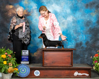 Dachshund #35 Sat BVet Judge Claire Mancha