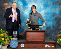 Dachshund Longhaired #14 Sat BOS Judge John Wade