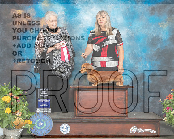 Dachshund Longhaired #6 BOS Judge Claire Mancha_MMJ_1591_SanAnonio2021_HR3