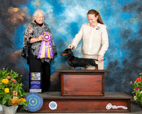 Dachshund Smooth #15 BOV BISS Judge Claire Mancha