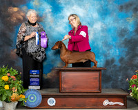 Dachshund Smooth #19 Sat BOW Judge Claire Mancha