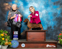Dachshund Smooth #6 Sat BOS Judge Claire Mancha