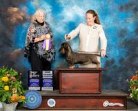 Dachshund Wirehaired #12 Sat BOV Judge Claire Mancha
