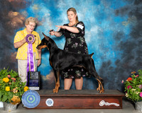 Doberman Pinscher #17 Sat BISS Judge Judy Brown