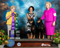 Doberman Pinscher #22 & #26 Judge Judy Brown