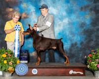 Doberman Pinscher #25 Sat BOW Judge Judy Brown