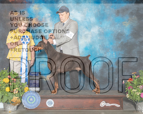 Doberman Pinscher #25 Sat BOW Judge Judy Brown_MMJ_1782_SanAnonio2021_HR3