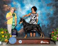 Doberman Pinscher #26 Sat BVet Judge Judy Brown