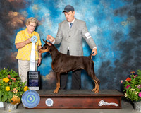 Doberman Pinscher #46 Sat SD Judge Judy Brown