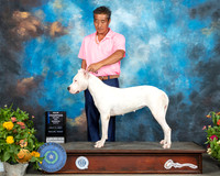 Dogo Argentino Dallas