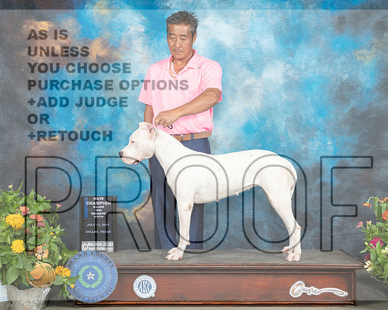 Dogo Argentino Dallas_MMJ_1585_SanAnonio2021_HR3