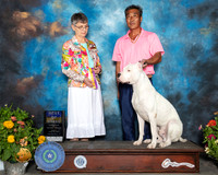 Dogo Argentino Sat BOB Judge Donna Buxton