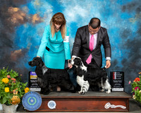 English Cocker Spaniel #11 BOB #14 WB Judge Kenneth Buxton