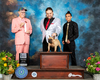 French Bulldog #? Sat SB Judge Johnny Shoemaker