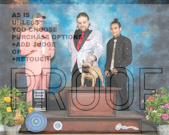 French Bulldog #? Sat SB Judge Johnny Shoemaker_MMJ_1705_SanAnonio2021_HR3