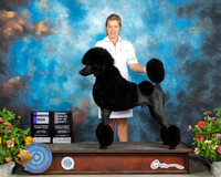 Poodle Std #17 Sat WD BOV Judge John Wade