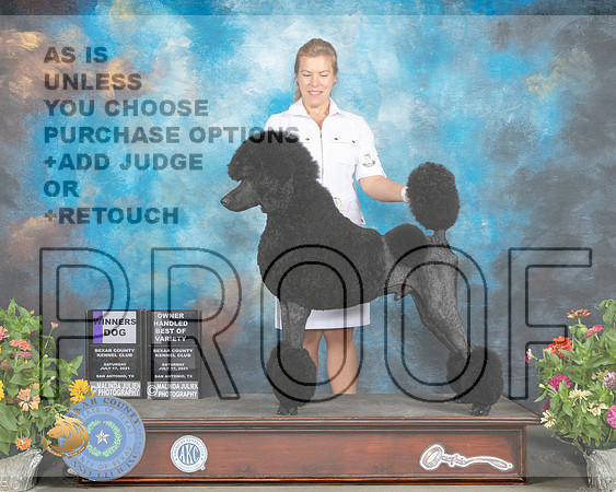 Poodle Std #17 Sat WD BOV Judge John Wade_MMJ_1748_SanAnonio2021_HR3