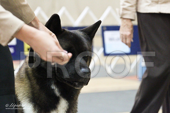 Akita-1321