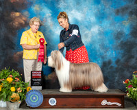 Bearded Collie #10 Sat G2 Judge Judy Brown