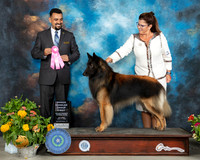 Belgian Tervuren #5 Sat OHG1 Judge Joao Machado