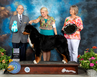 Bernese Mountain Dog #8 Sat OHBIS Judge Ken Buxton