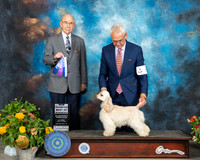 Cocker Spaniel ASCOB #6 Sat G2 Judge Ken Buxton