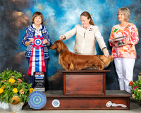 Dachshund Longhaired #5 Sat BIS Judge Linn Brown