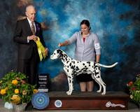Dalmatian #5 Sat G3 Judge Robert Hutton