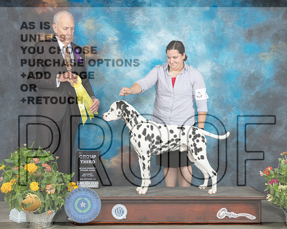 Dalmatian #5 Sat G3 Judge Robert Hutton_MMJ_1984_SanAnonio2021_HR3
