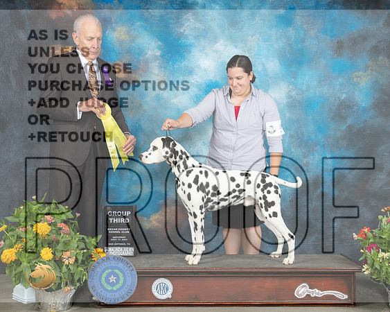 Dalmatian #5 Sat G3 Judge Robert Hutton_MMJ_1985_SanAnonio2021_HR3