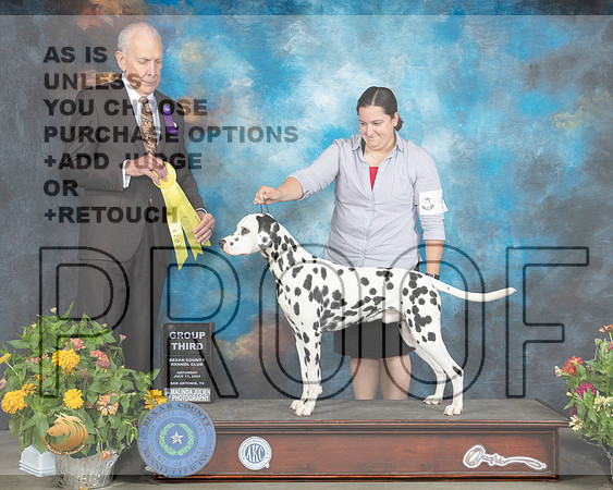 Dalmatian #5 Sat G3 Judge Robert Hutton_MMJ_1987_SanAnonio2021_HR3