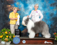English Sheepdog #6 Sat G4 Judge Judy Brown