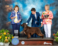 Field Spaniel #J750 Sat Best Jr Judge Linn Brown