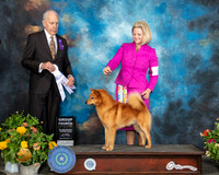 Finnish Spitz #5 Sat G4 Judge Robert Hutton