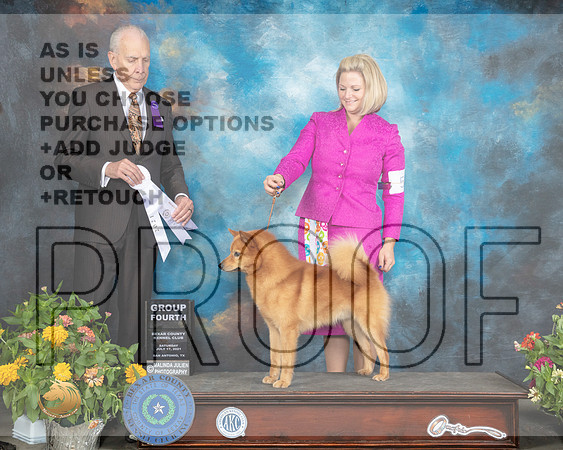 Finnish Spitz #5 Sat G4 Judge Robert Hutton_MMJ_2008_SanAnonio2021_HR3