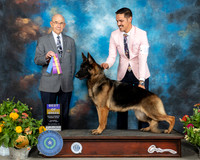 German Shepherd Dog #12 Sat BOB Judge Ken Buxton