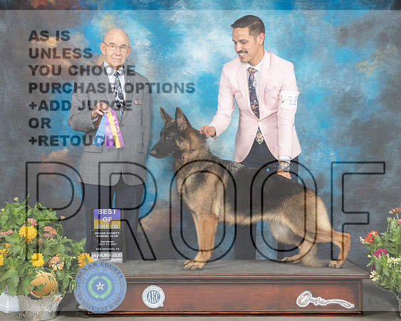 German Shepherd Dog #12 Sat BOB Judge Ken Buxton_MMJ_2051_SanAnonio2021_HR3