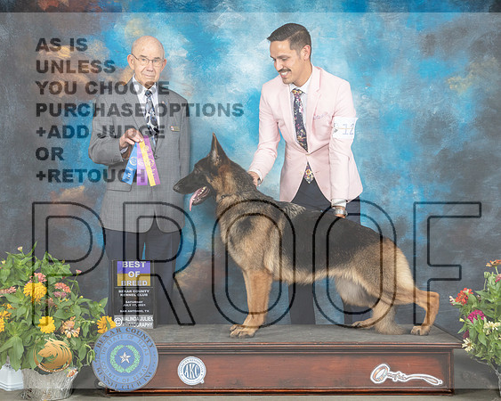 German Shepherd Dog #12 Sat BOB Judge Ken Buxton_MMJ_2053_SanAnonio2021_HR3