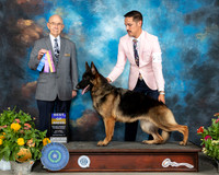 German Shepherd Dog #12 Sat BOB Judge Ken Buxton R