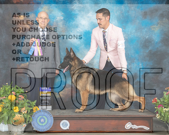 German Shepherd Dog #12 Sat BOB Judge Ken Buxton R_MMJ_2064_SanAnonio2021_HR3