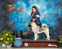 Keeshonden #8 Sat OHG1 Judge Robert Hutton