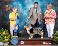 Miniature American Shepherd #14 Sat G1 Judge Judy Brown