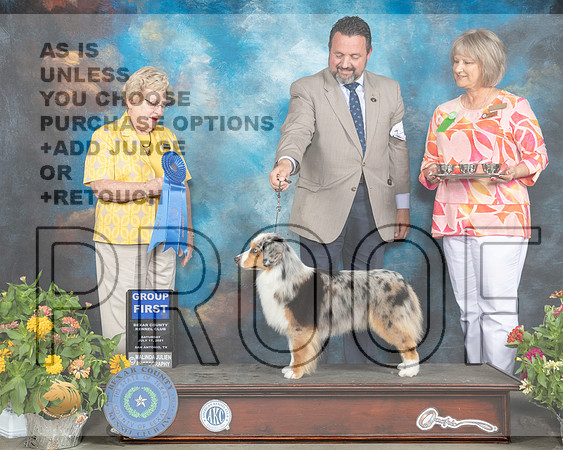Miniature American Shepherd #14 Sat G1 Judge Judy Brown_MMJ_2077_SanAnonio2021_HR3