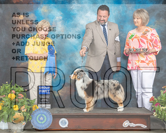 Miniature American Shepherd #14 Sat G1 Judge Judy Brown_MMJ_2078_SanAnonio2021_HR3