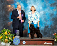 Poodle Miniature #6 Sat BOW Judge John Wade