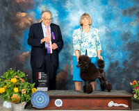 Poodle Miniature #7 St BOW Judge John Wade
