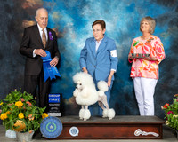 Poodle Miniature #8 Sat G1 Judge Robert Hutton