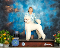Poodle Std #9 Fri BOW Judge Linn Brown